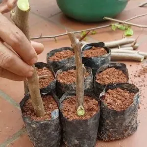 Sản phẩm giam canh hoa giay 300x300 — Công Ty Cổ Phần Nông Nghiệp Công Nghệ Cao Namix — MST 0314370234