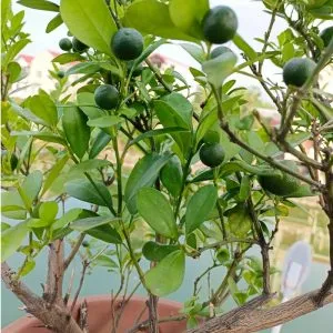 Sản phẩm cay tac 300x300 — Công Ty Cổ Phần Nông Nghiệp Công Nghệ Cao Namix — MST 0314370234