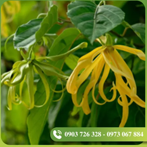 Sản phẩm tinh dau (3) — EVODIA Việt Nam - Công Ty TNHH EVODIA Việt Nam — MST 0314467349