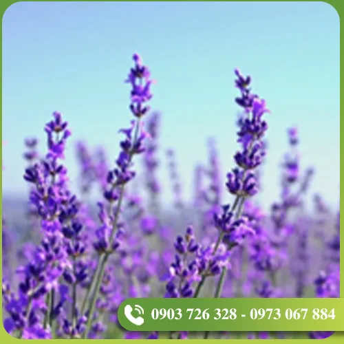 Sản phẩm tinh dau (4) — EVODIA Việt Nam - Công Ty TNHH EVODIA Việt Nam — MST 0314467349