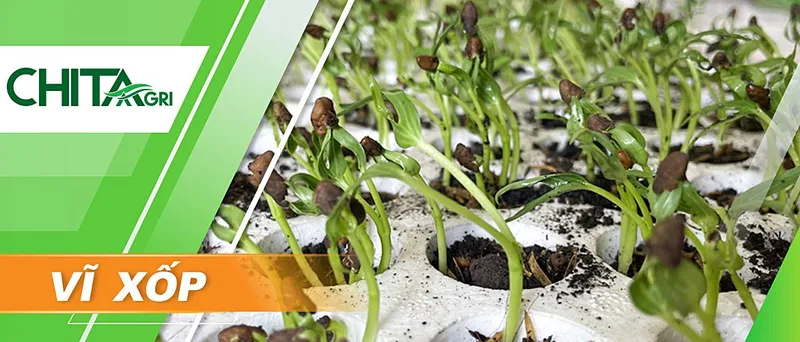 Sản phẩm Vi Xop — Túi Lưới Chí Thành BC - Công Ty TNHH Sản Xuất Thương Mại Nhựa Chí Thành BC — MST 0314507055