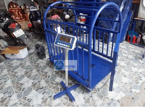 Sản phẩm Can Heo Dau T9_03 510 x 380 px — Công Ty TNHH Sản Xuất Thương Mại Dịch Vụ Cân Điện Tử Tự Động Hóa Tài Phát — MST 0314508362