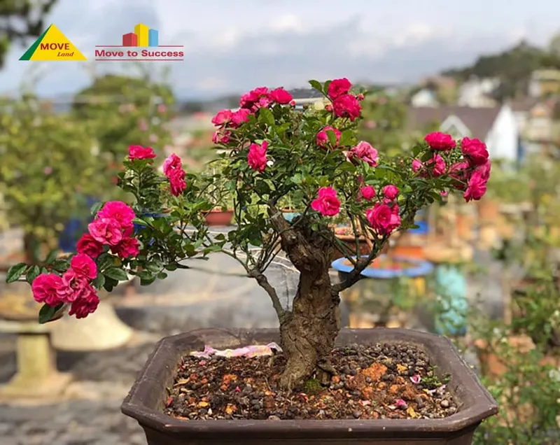 Sản phẩm cay hoa hong bonsai — Công Ty TNHH MOVE LAND — MST 0314584444