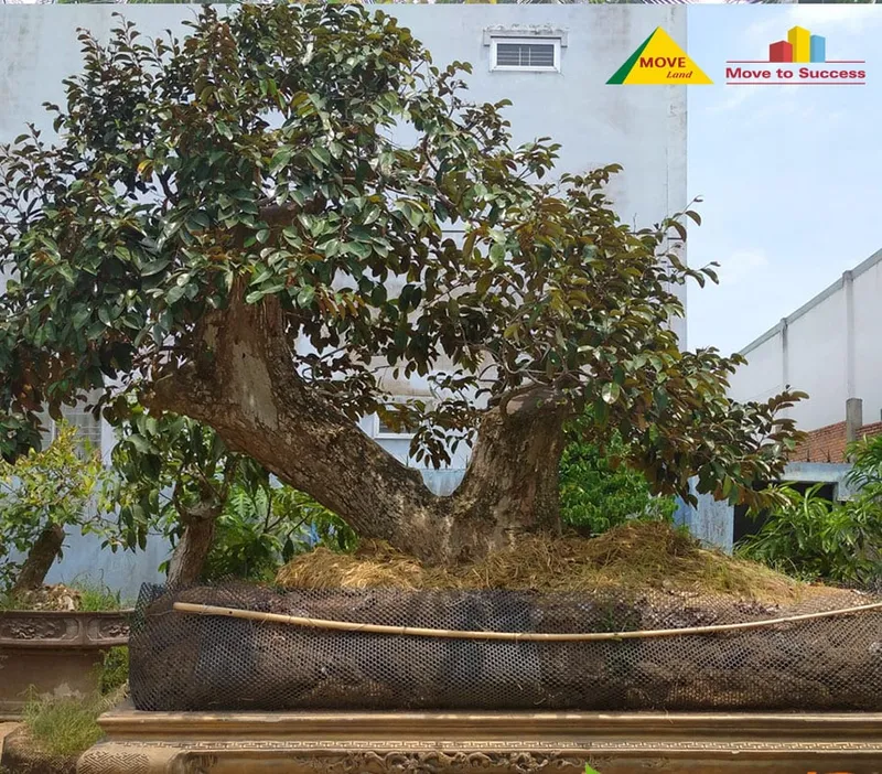 Sản phẩm cay vu sua co thu — Công Ty TNHH MOVE LAND — MST 0314584444
