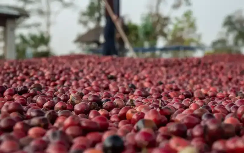 Sản phẩm che bien ca phe — Organic Coffee Bean - Công Ty TNHH Việt Nam Organic Coffee Bean — MST 0314596898