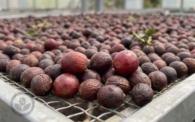 Sản phẩm fine robusta natural 100 trai chin phoi gian — Organic Coffee Bean - Công Ty TNHH Việt Nam Organic Coffee Bean — MST 0314596898