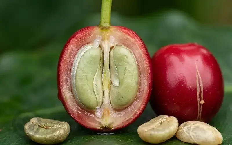 Sản phẩm qua ca phe — Organic Coffee Bean - Công Ty TNHH Việt Nam Organic Coffee Bean — MST 0314596898
