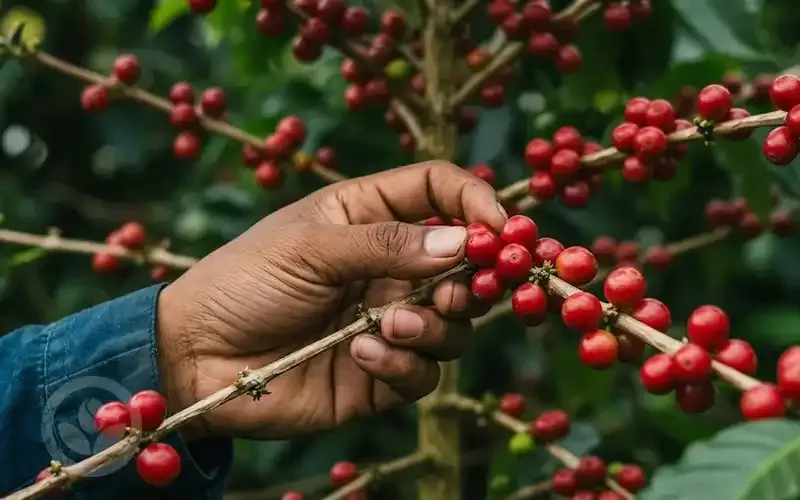 Sản phẩm thu hoach ca phe — Organic Coffee Bean - Công Ty TNHH Việt Nam Organic Coffee Bean — MST 0314596898