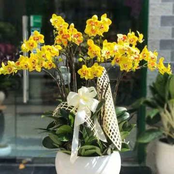 Sản phẩm lan hồ điệp tphcm 360x360 — Công Ty TNHH Hoa Tươi FLOWERSIGHT — MST 0314643481