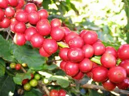 Sản phẩm images e1602556670549 — Công Ty Cổ Phần Giao Dịch Hàng Hóa Gia Cát Lợi — MST 0314686238