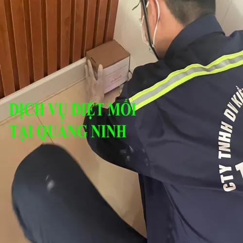 Sản phẩm dich_vu_diet_moi_tai_quang_ninh — Diệt Mối Hiệp Toàn Phát - Công Ty TNHH TM DV Đầu Tư Hiệp Toàn Phát — MST 0314690996