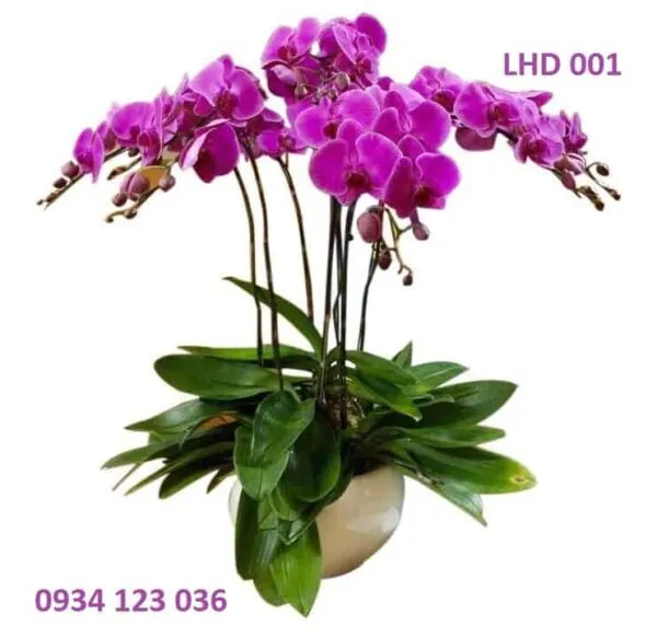 Sản phẩm hoa lan ho diep tim sang 600x582 — Shop Hoa Nguyệt Hỷ — MST 0314703645