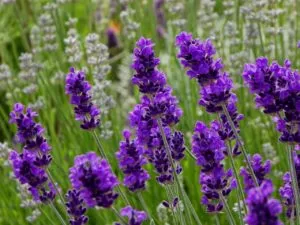 Sản phẩm y nghia hoa lavender 3 1 300x225 — Shop Hoa Nguyệt Hỷ — MST 0314703645