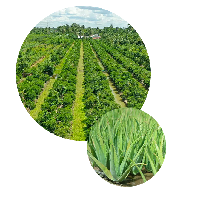Sản phẩm tcvn about — Nước Giải Khát Thành Công Vina - Công Ty TNHH Sản Xuất Xuất Nhập Khẩu Thành Công
Vina — MST 0314725751