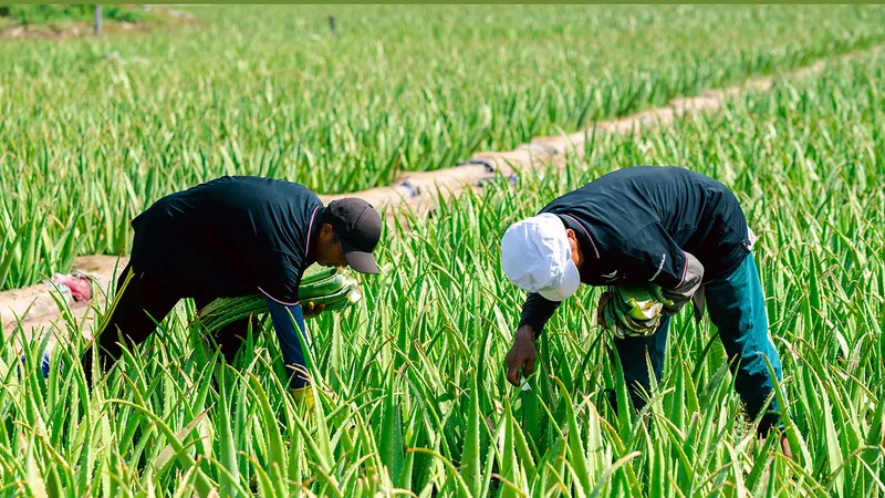 Sản phẩm 8 — Nước Giải Khát Thành Công Vina - Công Ty TNHH Sản Xuất Xuất Nhập Khẩu Thành Công
Vina — MST 0314725751