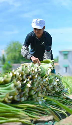 Sản phẩm Vung nguyen lieu sach 1 — Nước Giải Khát Thành Công Vina - Công Ty TNHH Sản Xuất Xuất Nhập Khẩu Thành Công
Vina — MST 0314725751