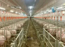 Sản phẩm nong nghiep chan nuoi va nong nghiep sach1645580376.jpg — Công Ty Cổ Phần Công Nghiệp Xanh Việt Nhật — MST 0314787028