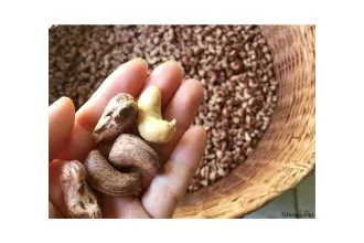 Sản phẩm hat dieu rang muoi dihona900x600 11_thumb — Công Ty TNHH Thương Mại Dịch Vụ Dihona — MST 0314846241