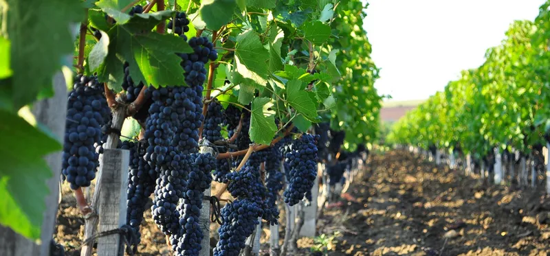 Sản phẩm vine to wine lam ruou vang tai vuon nho naggiar1528135133 — Công Ty TNHH Thương Mại Dịch Vụ Xuất Nhập Khẩu BF — MST 0314865205