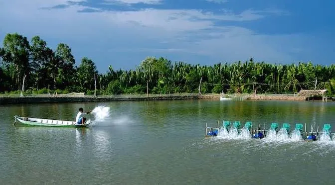 Sản phẩm tinh hinh nuoi tom tra vinh 672x372 1 — Công Ty CP Công Nghệ PAT — MST 0314869961