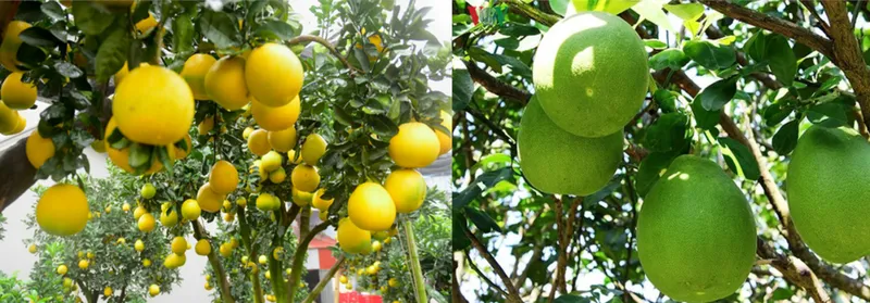 Sản phẩm 1768900415025310 — Công Ty Cổ Phần Nông Nghiệp Hoa Đất — MST 0314888298