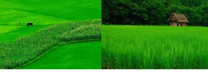 Sản phẩm 3573977177941940 — Công Ty Cổ Phần Nông Nghiệp Hoa Đất — MST 0314888298