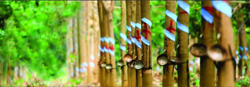Sản phẩm 4952225264471870 — Công Ty Cổ Phần Nông Nghiệp Hoa Đất — MST 0314888298
