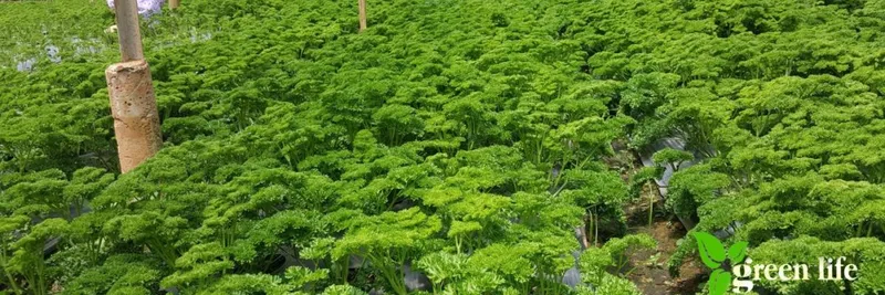 Sản phẩm 3 1400x565 7257 — Công Ty Cổ Phần Giải Pháp GREEN LIFE — MST 0314944584