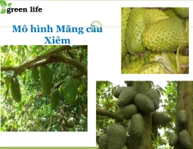 Sản phẩm 10 6907 — Công Ty Cổ Phần Giải Pháp GREEN LIFE — MST 0314944584