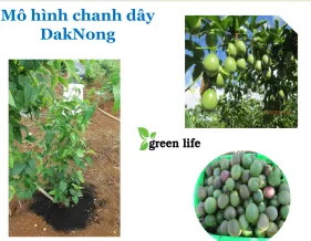 Sản phẩm 11 9628 — Công Ty Cổ Phần Giải Pháp GREEN LIFE — MST 0314944584