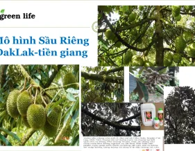 Sản phẩm 9 2997 — Công Ty Cổ Phần Giải Pháp GREEN LIFE — MST 0314944584