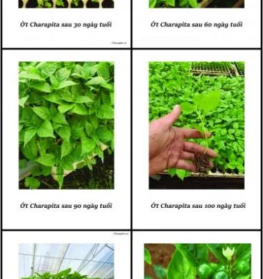 Sản phẩm bang qui trinh tuoi ot charapita 1 385x800 1148 — Công Ty Cổ Phần Giải Pháp GREEN LIFE — MST 0314944584
