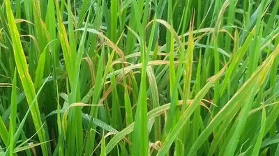 Sản phẩm chay bia la duoi luon   benh vi khuan gay hai tren lua 3801720758503 — Công Ty Cổ Phần Thương Mại Sản Xuất - Xuất Nhập Khẩu Otuksa Nhật Bản — MST 0315027855