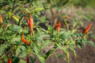 Sản phẩm than thu tren ot va bien phap phong tri 3541720758565 — Công Ty Cổ Phần Thương Mại Sản Xuất - Xuất Nhập Khẩu Otuksa Nhật Bản — MST 0315027855