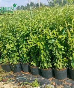Sản phẩm 5 10 247x296 — Công Ty Cổ Phần Green Sculpture — MST 0315039554