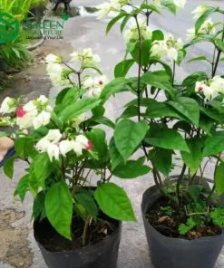 Sản phẩm 6 9 247x296 — Công Ty Cổ Phần Green Sculpture — MST 0315039554