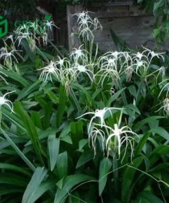 Sản phẩm bt1 247x296 — Công Ty Cổ Phần Green Sculpture — MST 0315039554