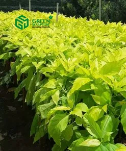 Sản phẩm l2 4 247x296 — Công Ty Cổ Phần Green Sculpture — MST 0315039554