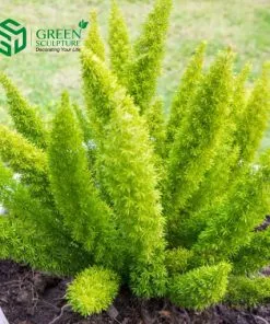 Sản phẩm tdc3 247x296 — Công Ty Cổ Phần Green Sculpture — MST 0315039554
