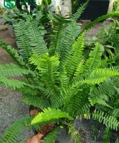 Sản phẩm x1 247x296 — Công Ty Cổ Phần Green Sculpture — MST 0315039554