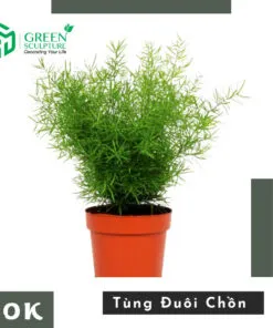 Sản phẩm z3560016623101_42f21bef67f4cea1b43c6083f9ce392e 247x296 — Công Ty Cổ Phần Green Sculpture — MST 0315039554
