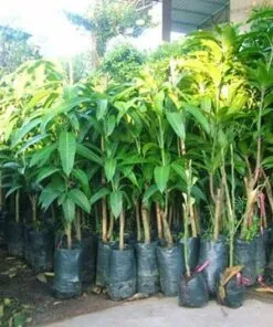 Sản phẩm fkf1459387893 247x296 — Công Ty Cổ Phần Green Sculpture — MST 0315039554