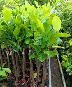Sản phẩm z3428951457172_2c3f3973100b542f96ccebd4e3433396 247x296 — Công Ty Cổ Phần Green Sculpture — MST 0315039554