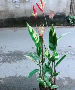 Sản phẩm 0eb9068129e2b7a5ac084da6ece834c4 247x296 — Công Ty Cổ Phần Green Sculpture — MST 0315039554