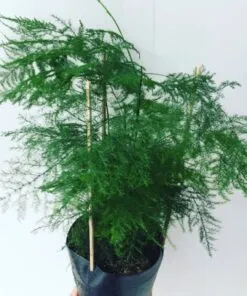 Sản phẩm 2654b39bb0d73eb2813b47ff4a9d1fa5 247x296 — Công Ty Cổ Phần Green Sculpture — MST 0315039554