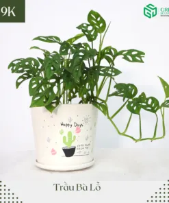 Sản phẩm 297129791_793608241998560_2415147340886636404_n 247x296 — Công Ty Cổ Phần Green Sculpture — MST 0315039554