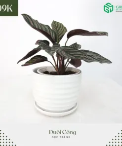 Sản phẩm 297428139_793608175331900_6466839052485211267_n 247x296 — Công Ty Cổ Phần Green Sculpture — MST 0315039554