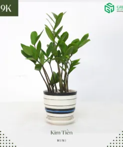 Sản phẩm 297868981_793608108665240_2159949681163934712_n 247x296 — Công Ty Cổ Phần Green Sculpture — MST 0315039554