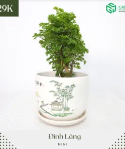 Sản phẩm 297993845_793608645331853_2641154739920825729_n 247x296 — Công Ty Cổ Phần Green Sculpture — MST 0315039554