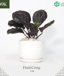 Sản phẩm 298090367_793608058665245_5045661556809055544_n 247x296 — Công Ty Cổ Phần Green Sculpture — MST 0315039554
